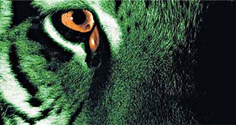 irish-tiger Celtic tiger