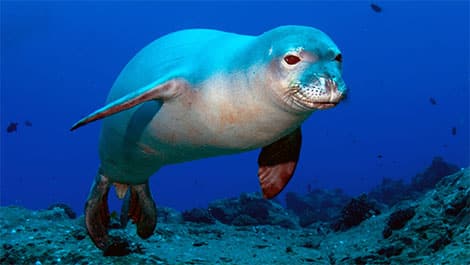 Sea caves birthing habitat for endangered Mediterannean Monk Seal