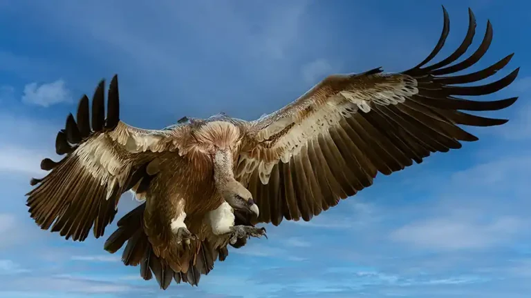 How many properties and loans do vulture funds own?